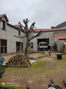 Travaux d'élagage d'arbres réalisés pas la société Au Plaisir du Jardin à Cholet dans le Maine-et-Loire