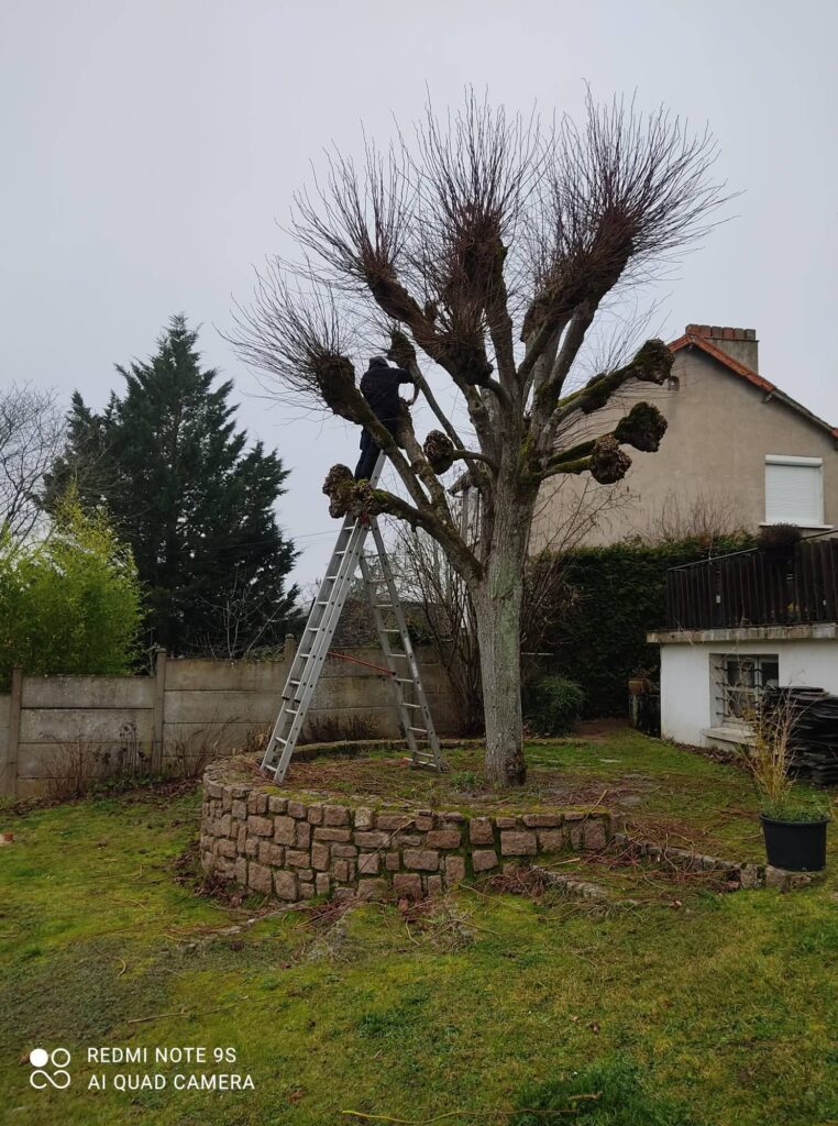 Travaux d'élagage d'arbres réalisés pas la société Au Plaisir du Jardin à Cholet dans le Maine-et-Loire